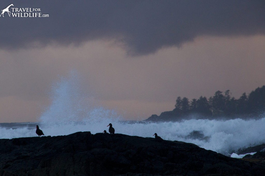 Oystercatchers silhouettes during a stormy evening