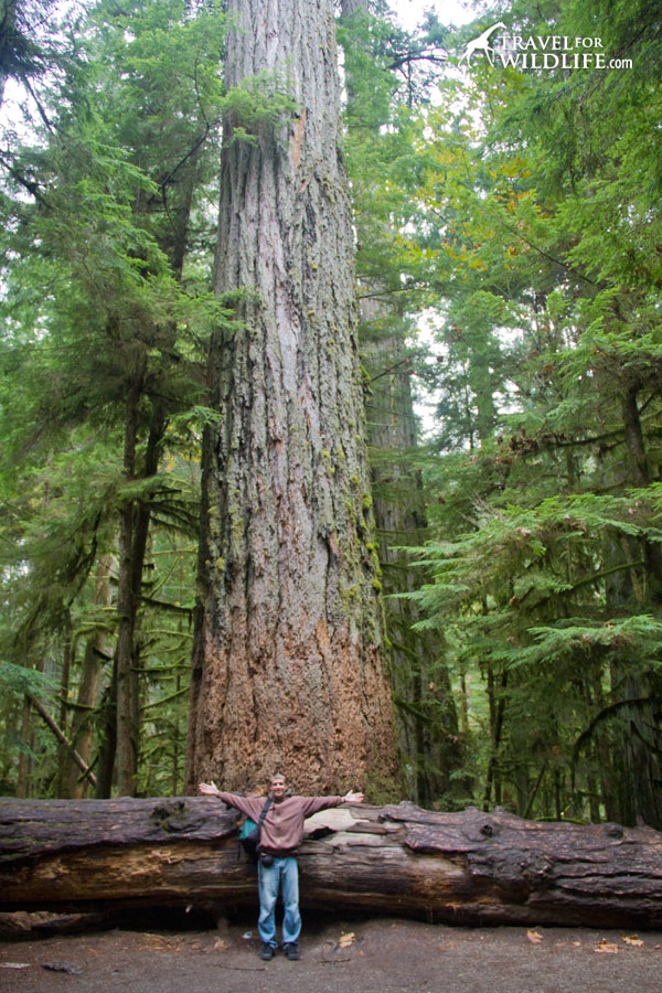 Biggest tree in Vancouver Island