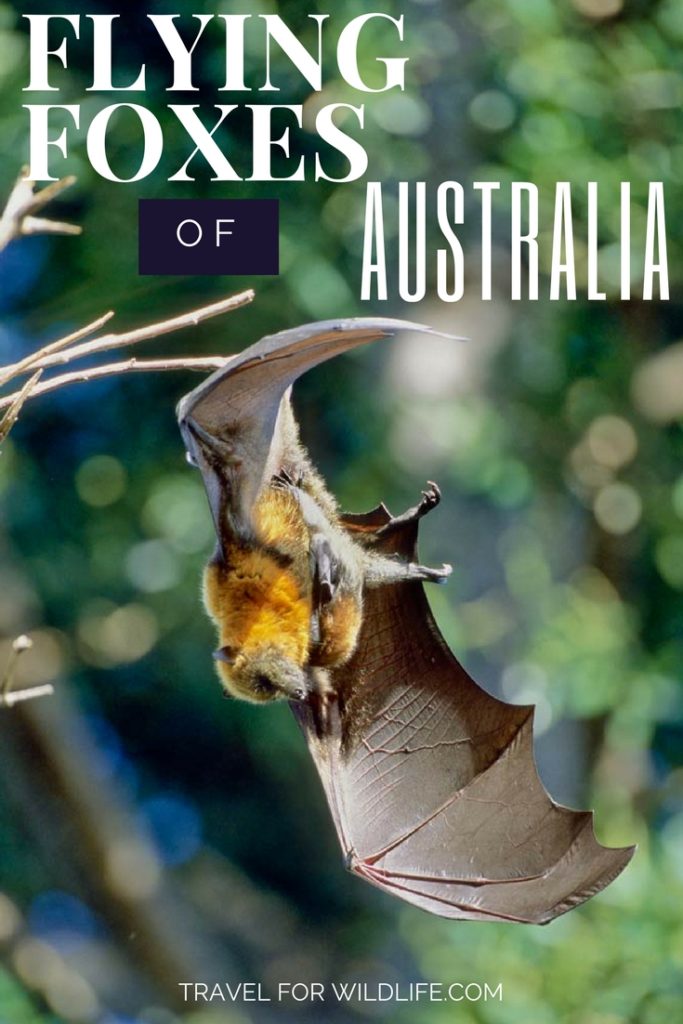 The Grey Headed Flying Fox is one of Australia's biggest bats. With their sweet fox-like faces it's no wonder they are one of the cutest Australian animals. Flying Foxes of Australia. #Australia #wildlife