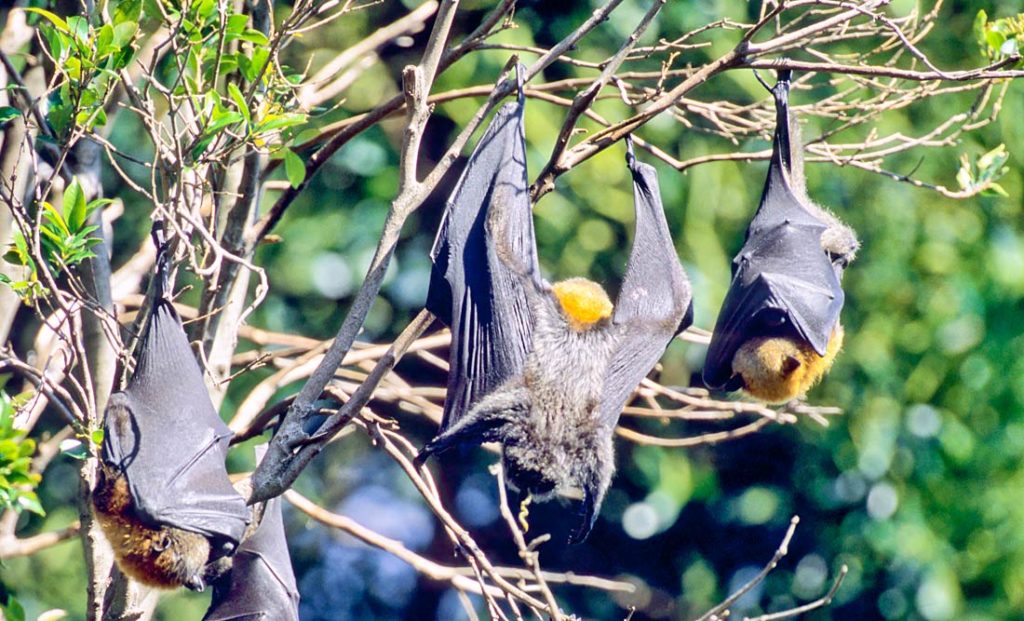 Grey headed flying fox pooping