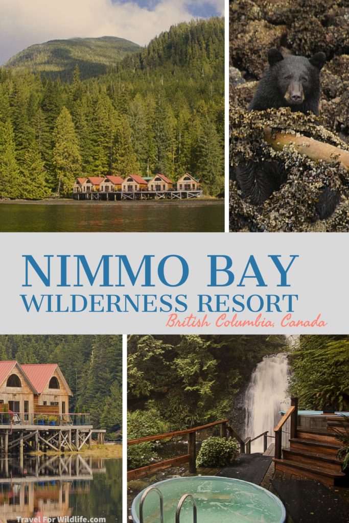 Experience the Great Bear Rainforest while staying at Nimmo Bay, a luxury resort. Go whale watching, bear watching, snorkeling in the Great Bear Sea, kayaking, heli hiking! Explore the canadian wilderness at Nimmo Bay. #Wilderness #Lodge #BritishColumbia #Canada