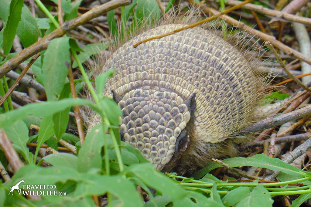  Hairy Armadillo while touring Patagonia