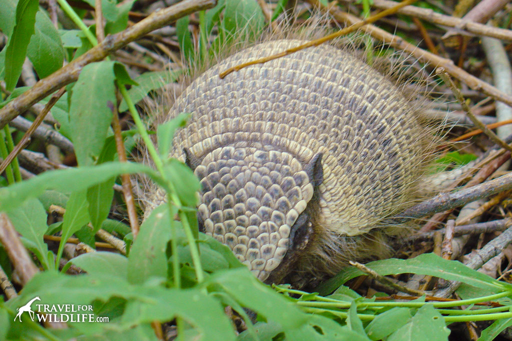 Keep you're eyes peeled for the Hairy Armadillo while touring Patagonia!