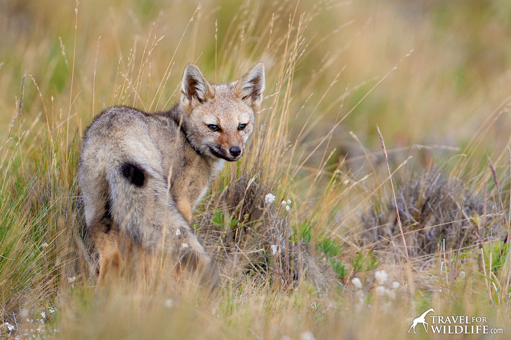 Spotting a Chilla Fox (South American Grey Fox) is a highlight of driving through Patagonian grasslands.
