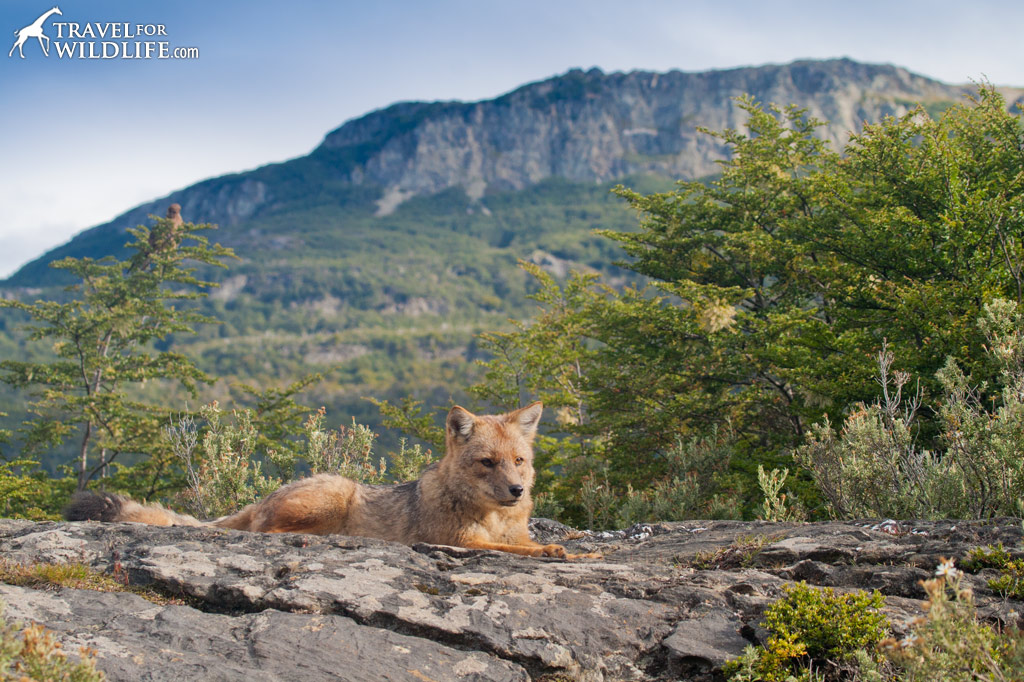 Culpeo Foxes are a common sight in Tierra Del Fuego National Park