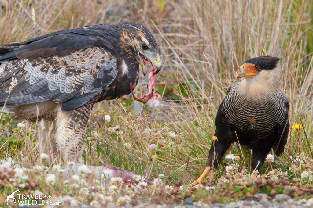 Condors and other scavengers like this hawk and crested Caracara are common in southern Patagonia