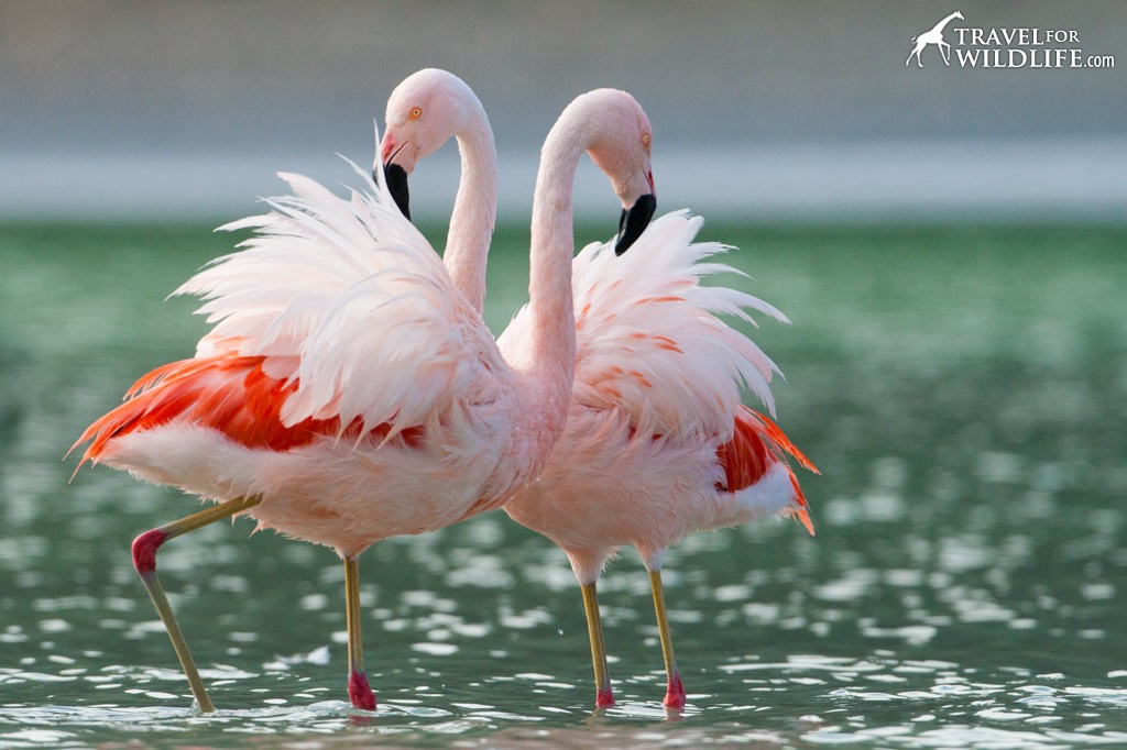 Chilean Flamingos 
