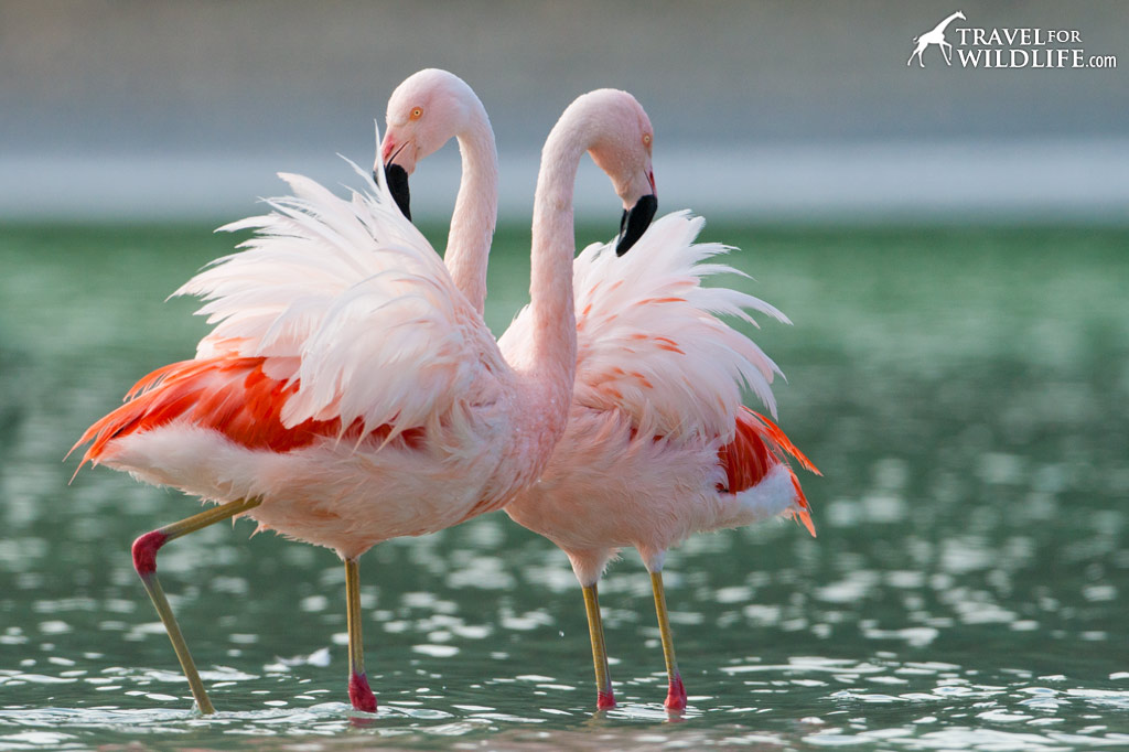 Chilean Flamingos are one the many beautiful bird species found in Patagonia.