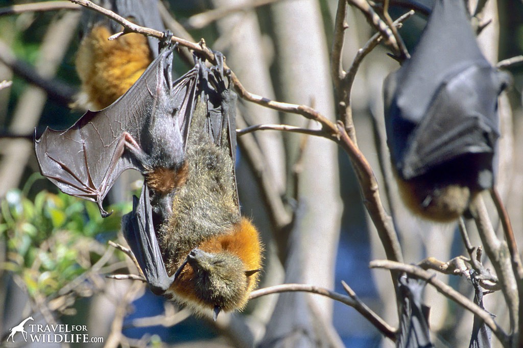 grey headed flying fox with baby in Australia