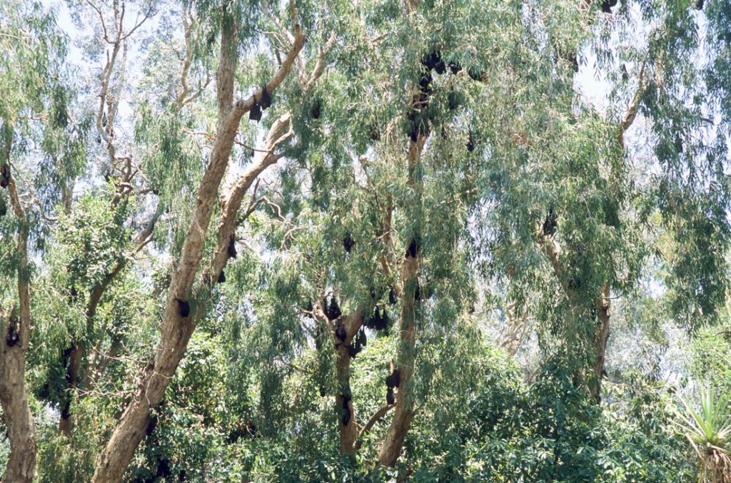 grey headed flying foxes roosting