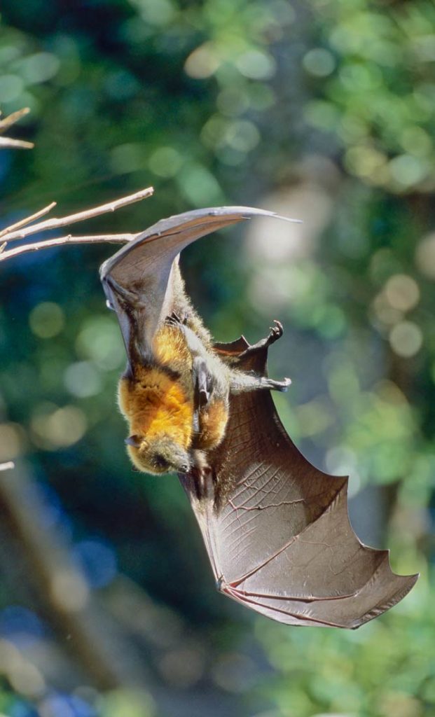 Flying fox mom with baby