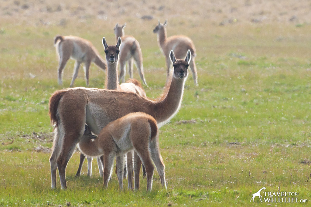 Guanaco nursing her young in Patagonian Argentina