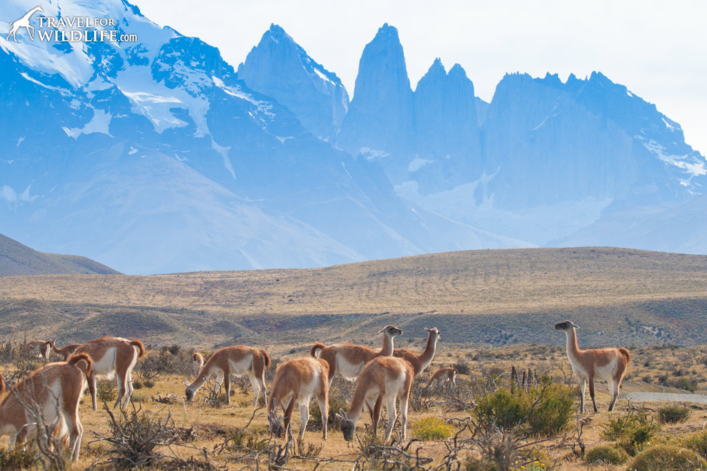 Guanaco are plentiful at Torres del Paine National Park in Chile