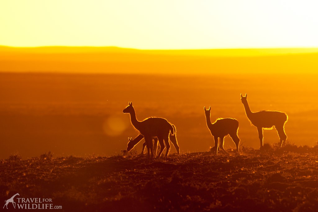 Patagonia wildlife tours