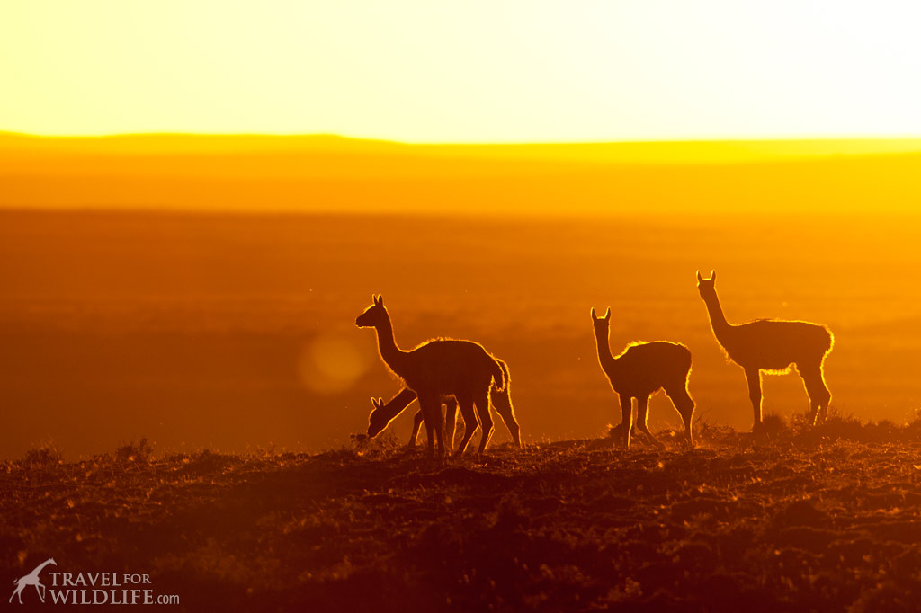 Patagonia - guanaco sillhouettes at sunset