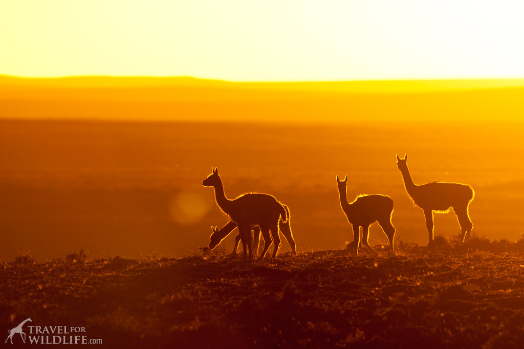 Patagonia wildlife tours