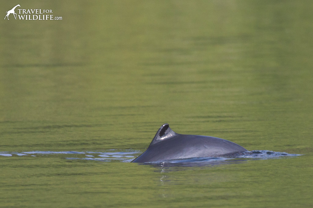 A shy Harbor Porpoise makes a cameo appearance near Nimmo Bay in British Columbia