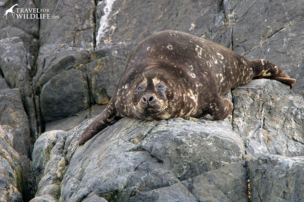 spotted Harbor Seals blend in well with their haul out rocks near Nimmo Bay