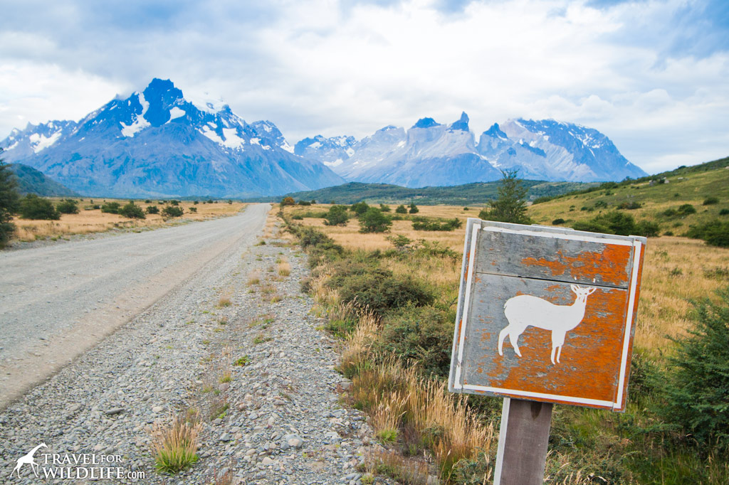 You're more likely to see a Huemul crossing sign than the endangered animal itself, but give it a try!