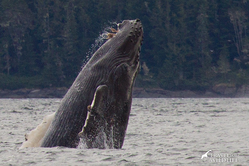 humpback whale breaching