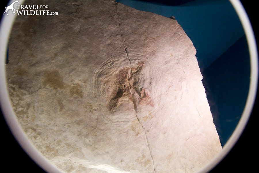 Jellyfish fossil
