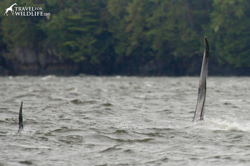 The fin of a male orca is substantially taller than the female's!