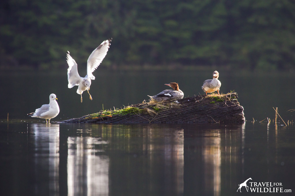 Mergansers and gulls squabble over a perching log