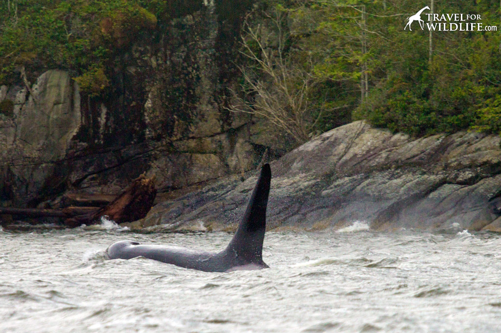 large male orca hunting in British Columbia