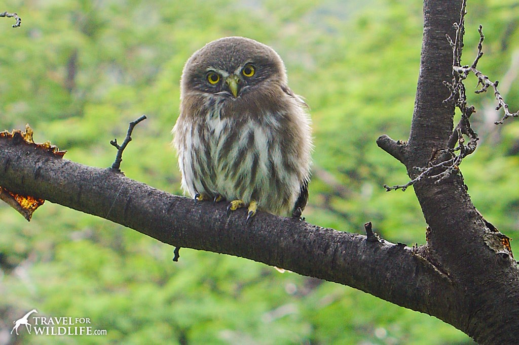 Patagonia is a bird-watcher's paradise. Austral Pygmy Owl.