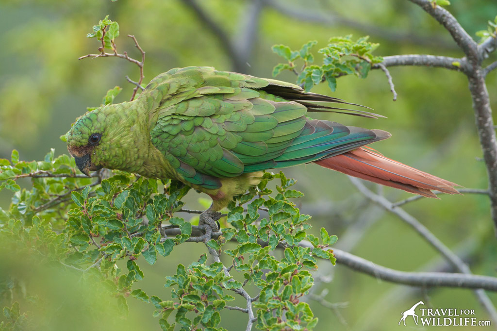 Austral Parakeet, Austral Conure, Emerald Parakeet