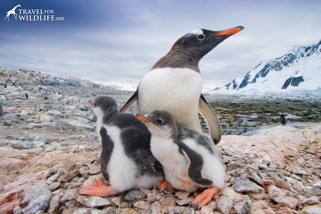 Gentoo Penguin family Antarctica
