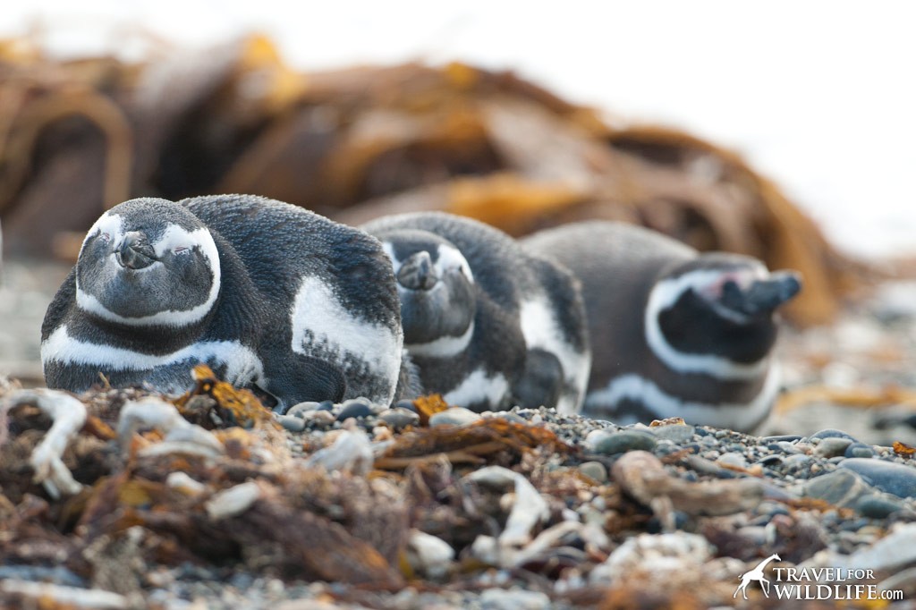 You don't have to go to Antarctica to see penguins. Visit the Seno Otway Magellanic Penguin colony in Chile!