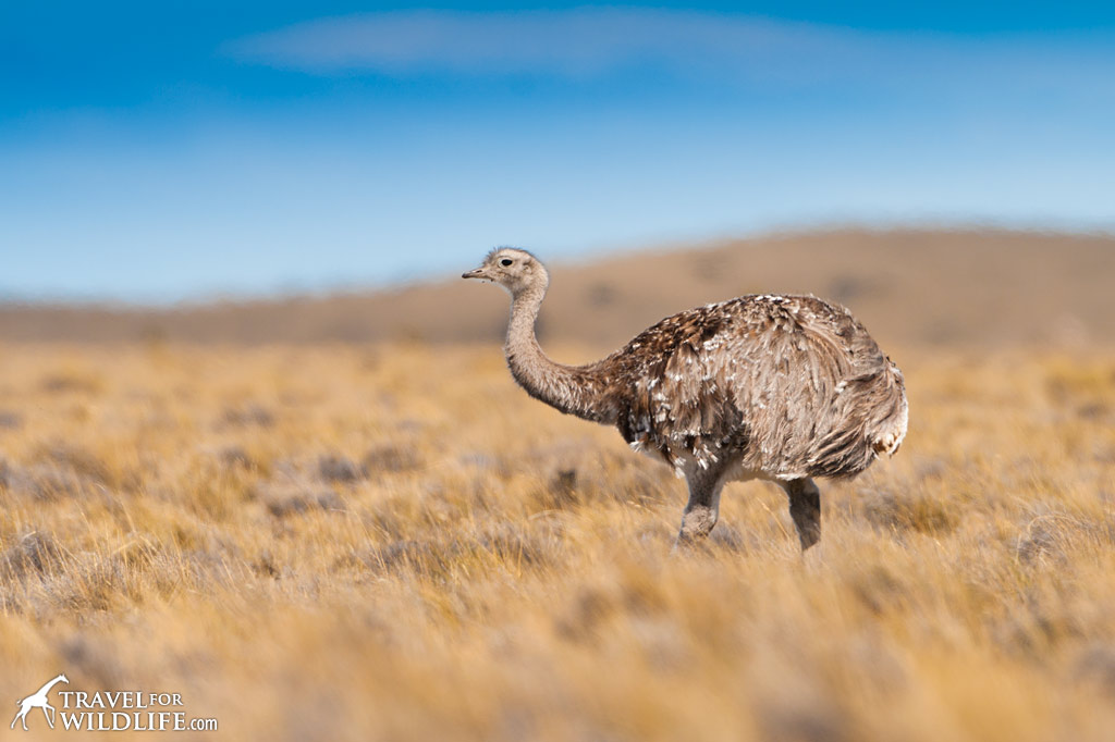 Lesser Rhea (Rhea pennata). Southern Patagonia, Chile. 