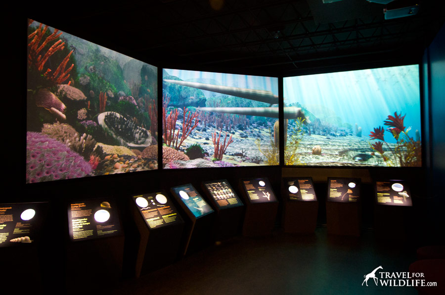 Ancient Seas room at the Manitoba Museum