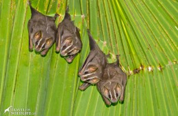 Tent-making bats near Corcovado in Costa Rica