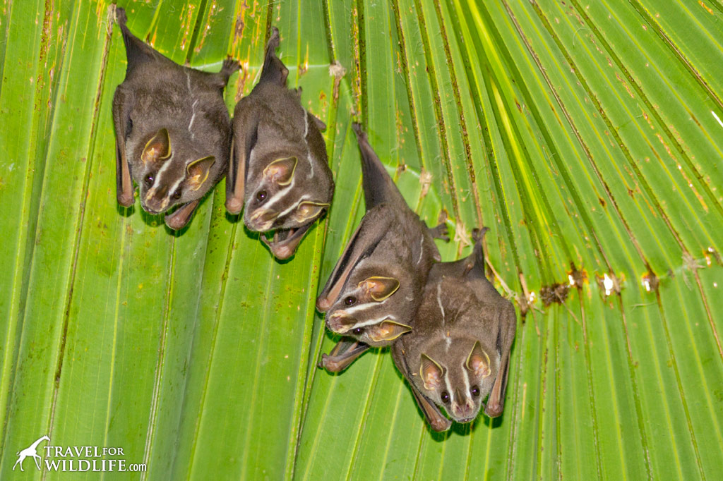 Tent making bats resting