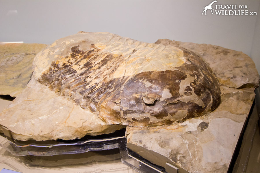 Largest trilobite at Manitoba Museum