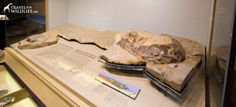 The largest trilobite in the world