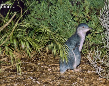 Little Penguin (aka Blue Penguin) in Penneshaw, Kangaroo Island, South Australia