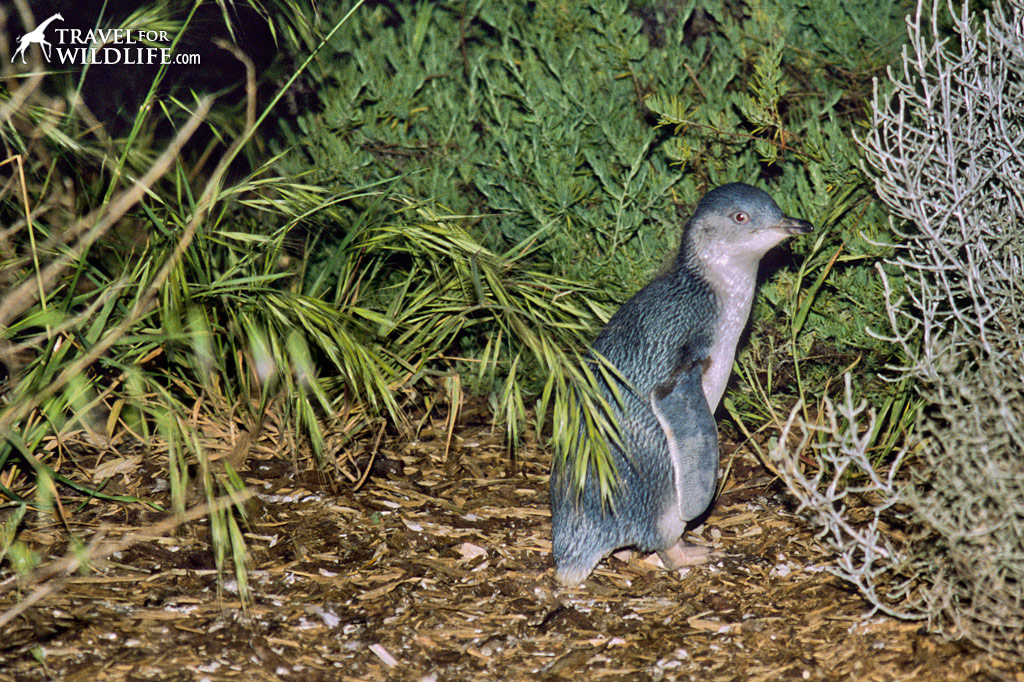 Little Penguin (aka Blue Penguin) in Penneshaw, Kangaroo Island, South Australia