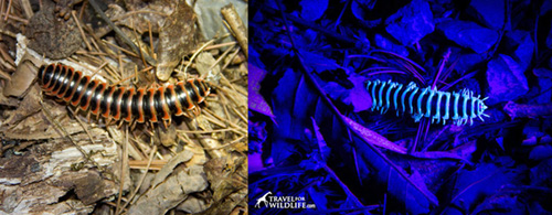 Millipede under daylight and uv light