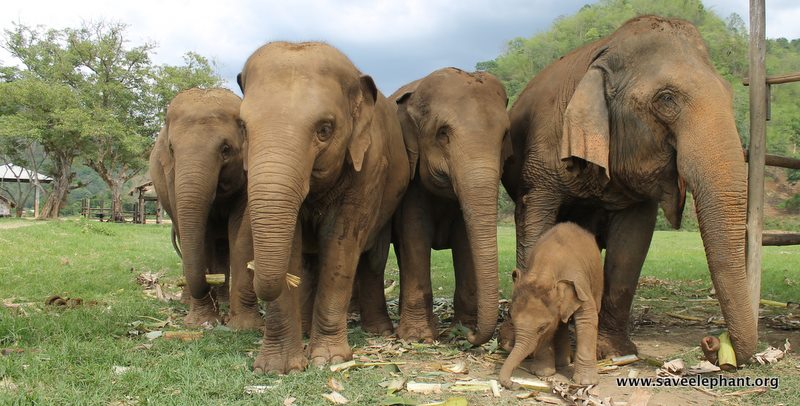 An elephant family standing close together