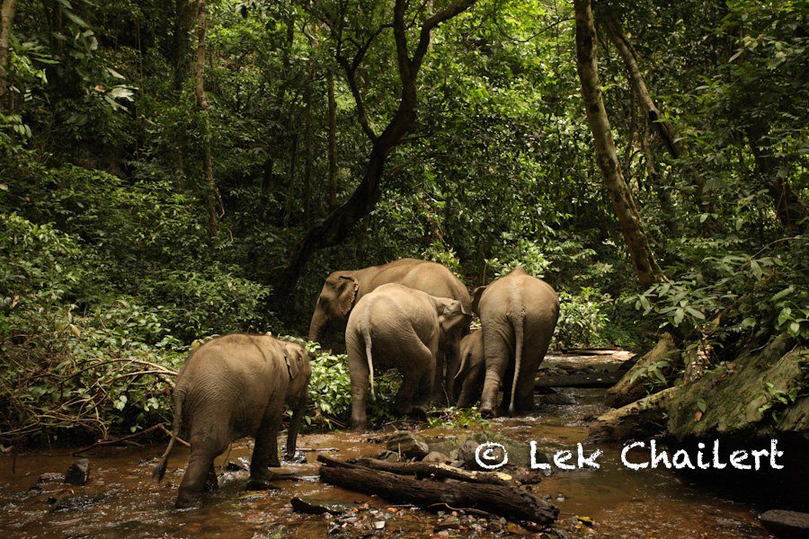 A group of Asian elephants walking in the forest