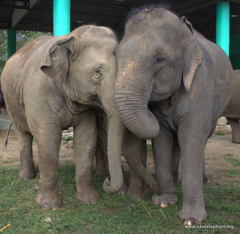 Asian elephant family having a hug