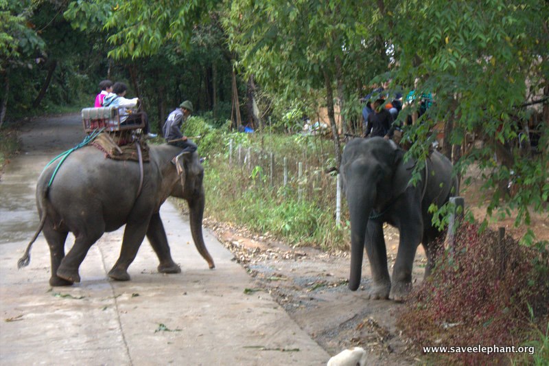 Tourists riding an asian elephant