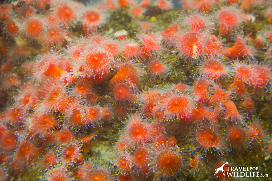 Strawberry anemones Strawberry anemones