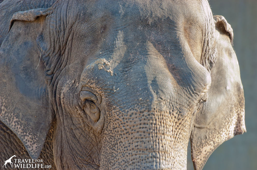 Asian elephant portrait