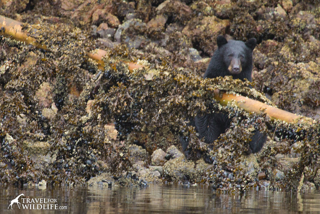 Black bear foraging at low tide along Nimmo Bay in the Great Bear Rainforest