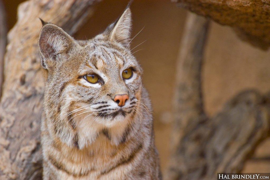 Bobcat looking up