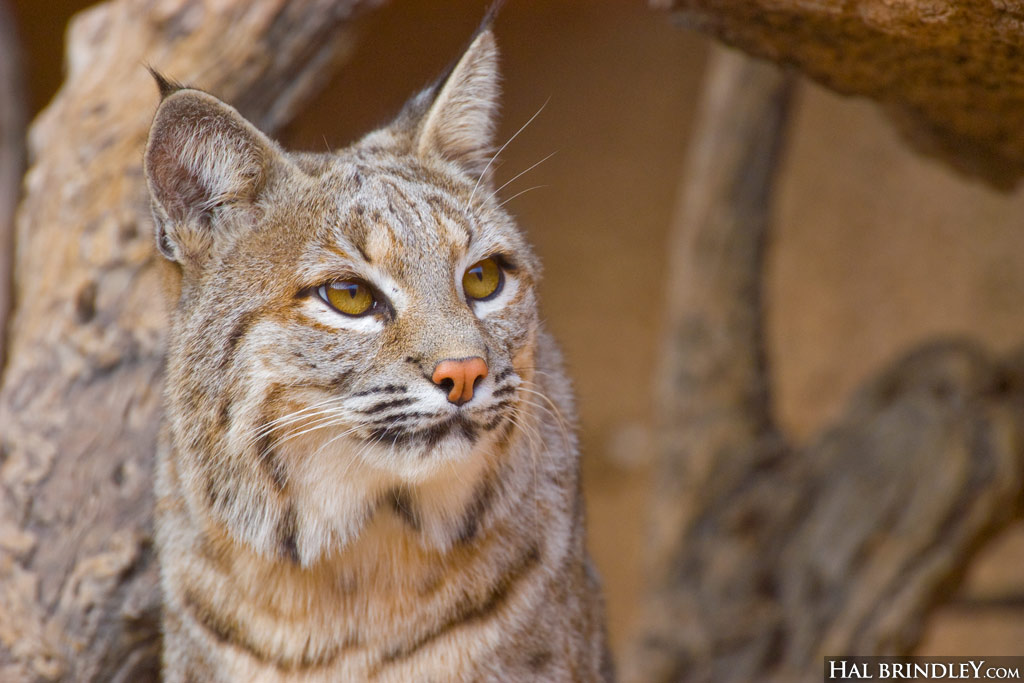 Bobcat che guarda in alto